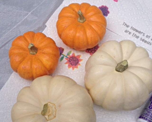 Pumpkins Before