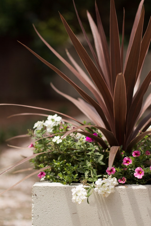 DIY Concrete Planters-9