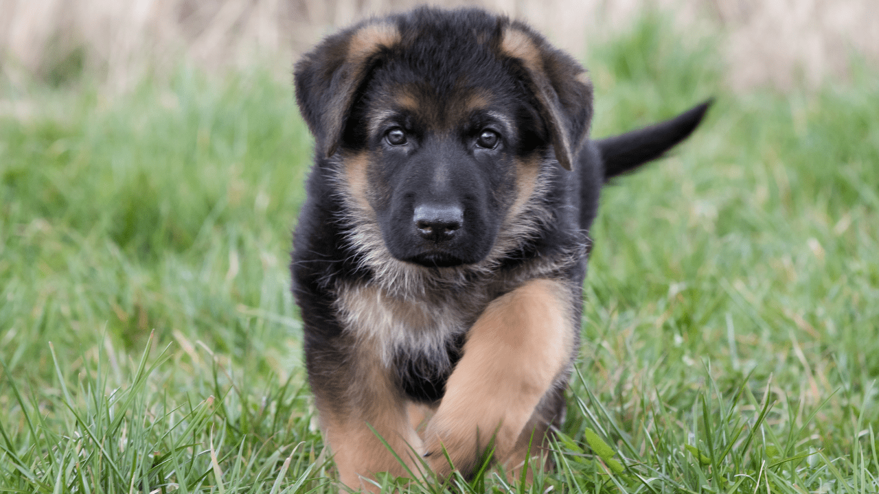 german shepherd puppy