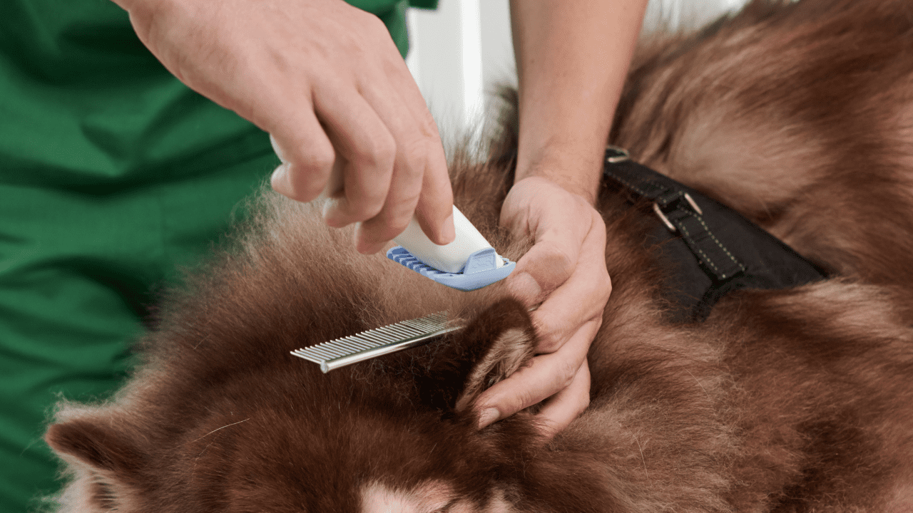 dog hair shaving for surgery