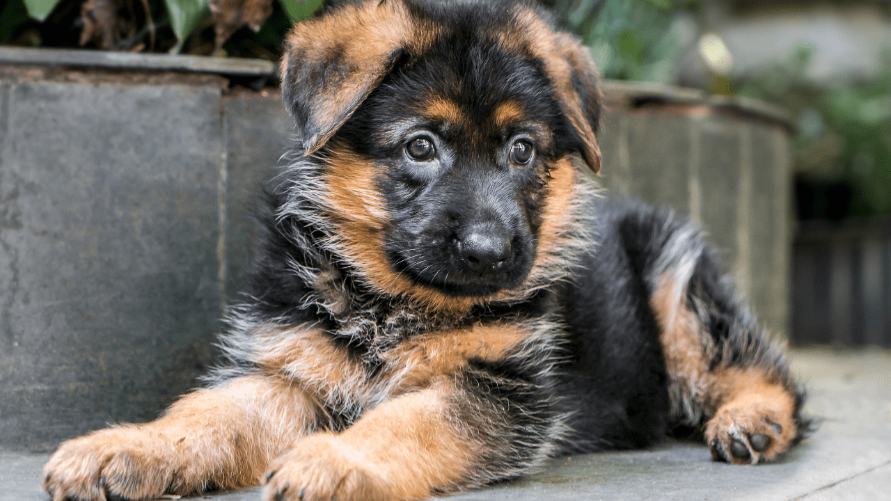 german shepherd puppy