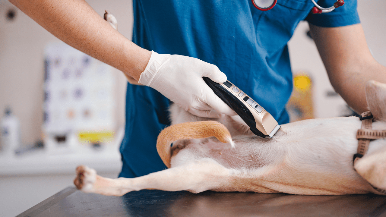 dog hair shaving for surgery