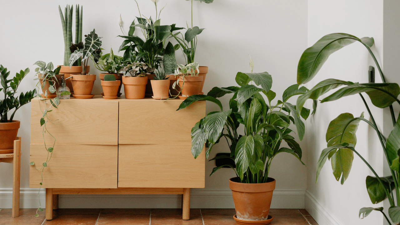indoor plants