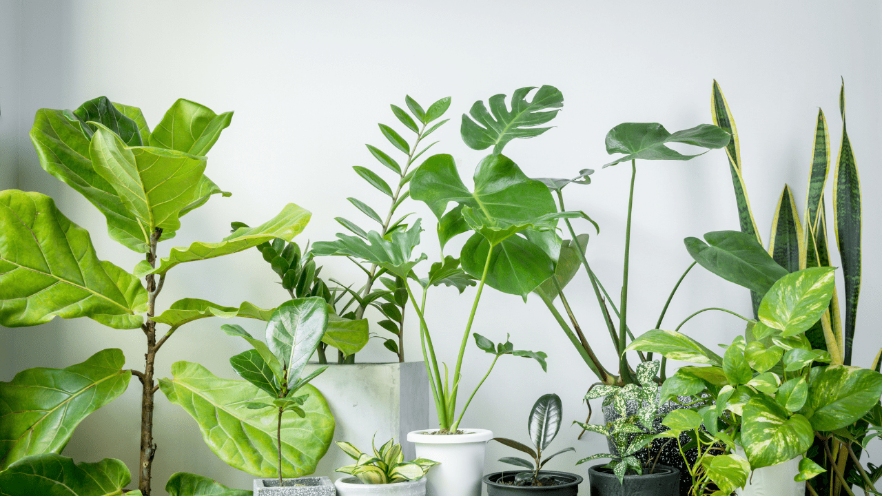 indoor plants