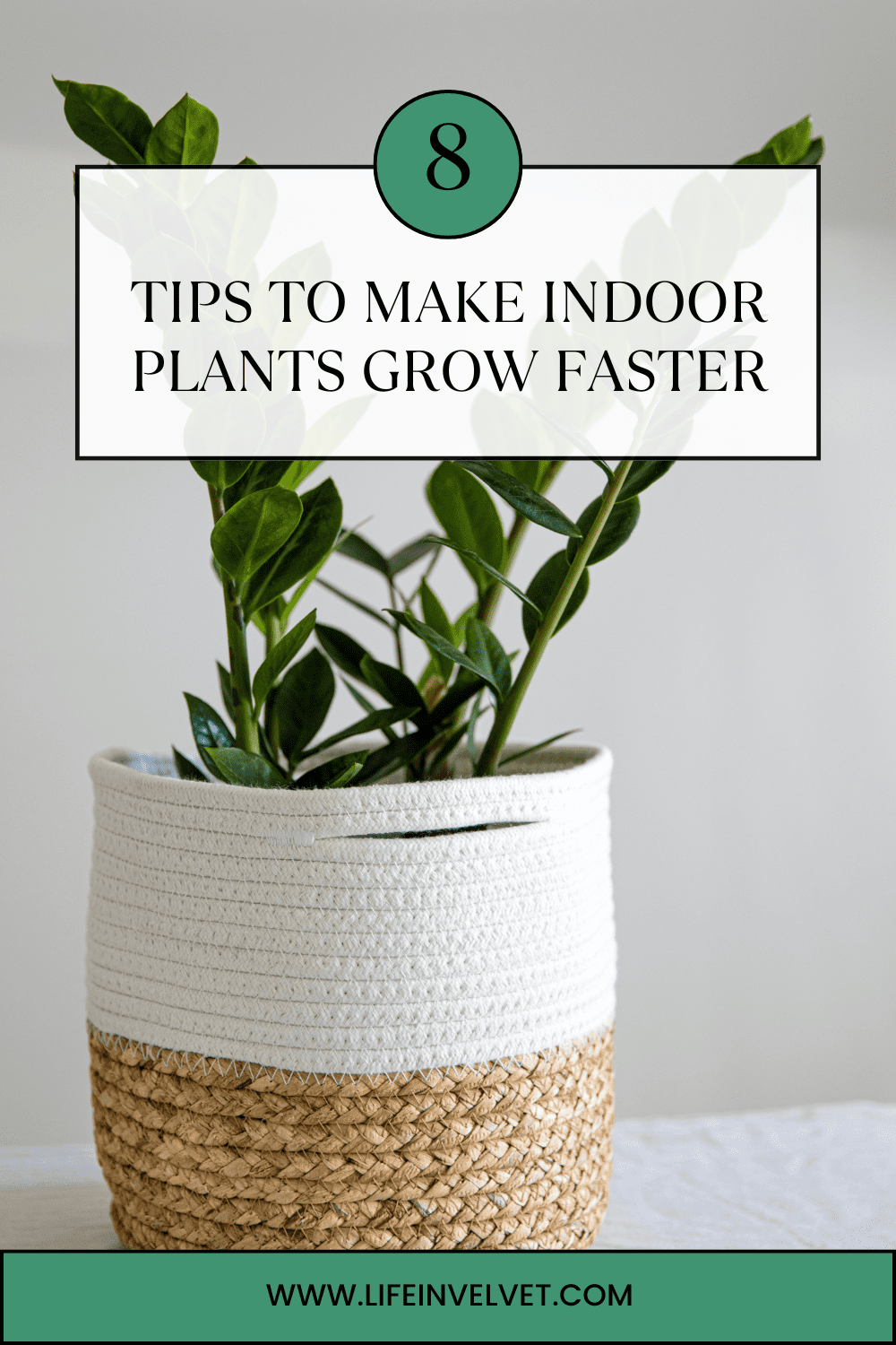 How to Make Indoor Plants Grow Faster – 8 Tips & Tricks - Life in ...