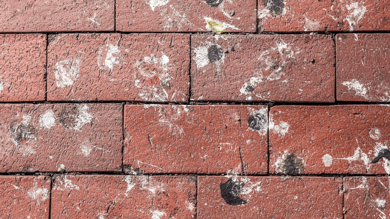 bird poop on patio