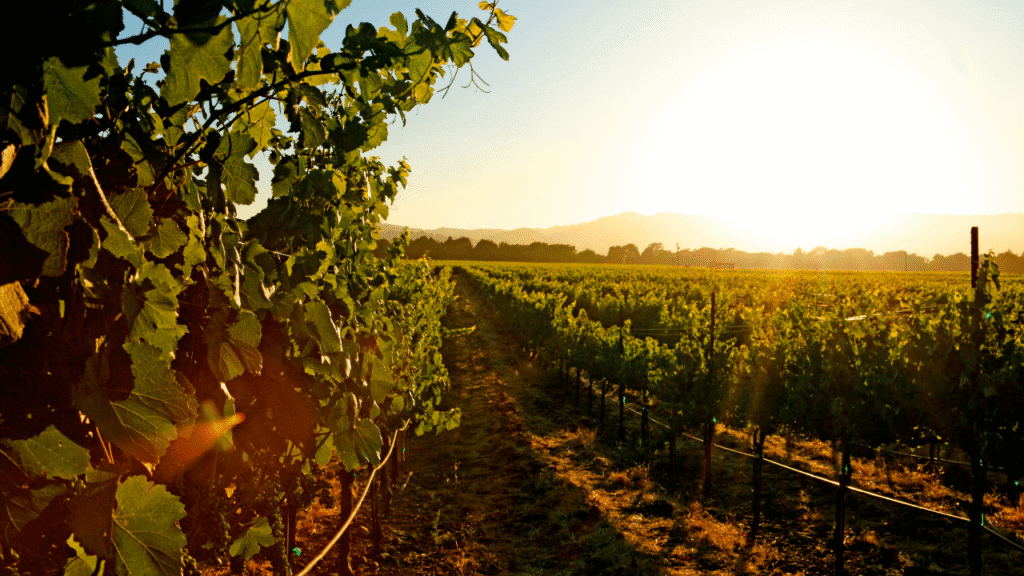winery