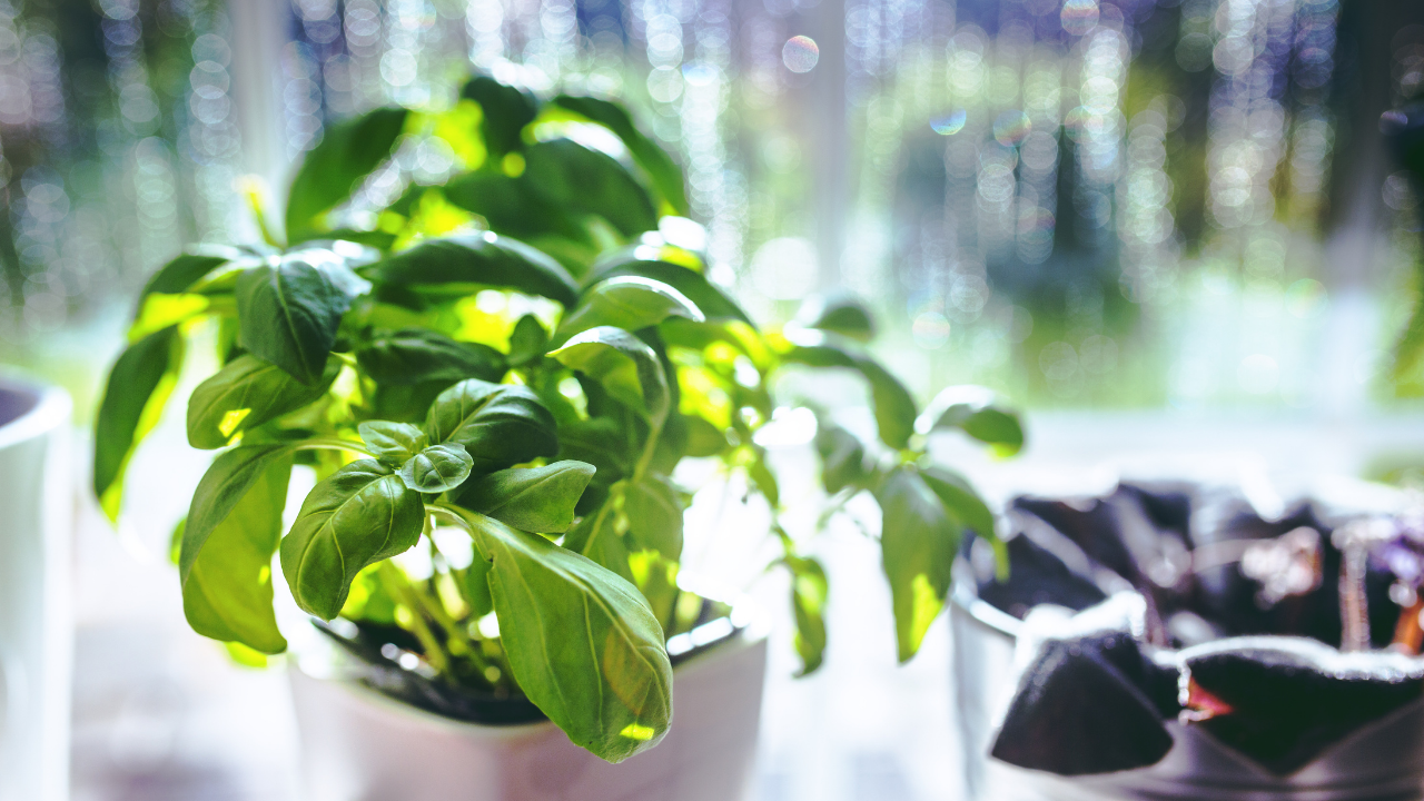 basil