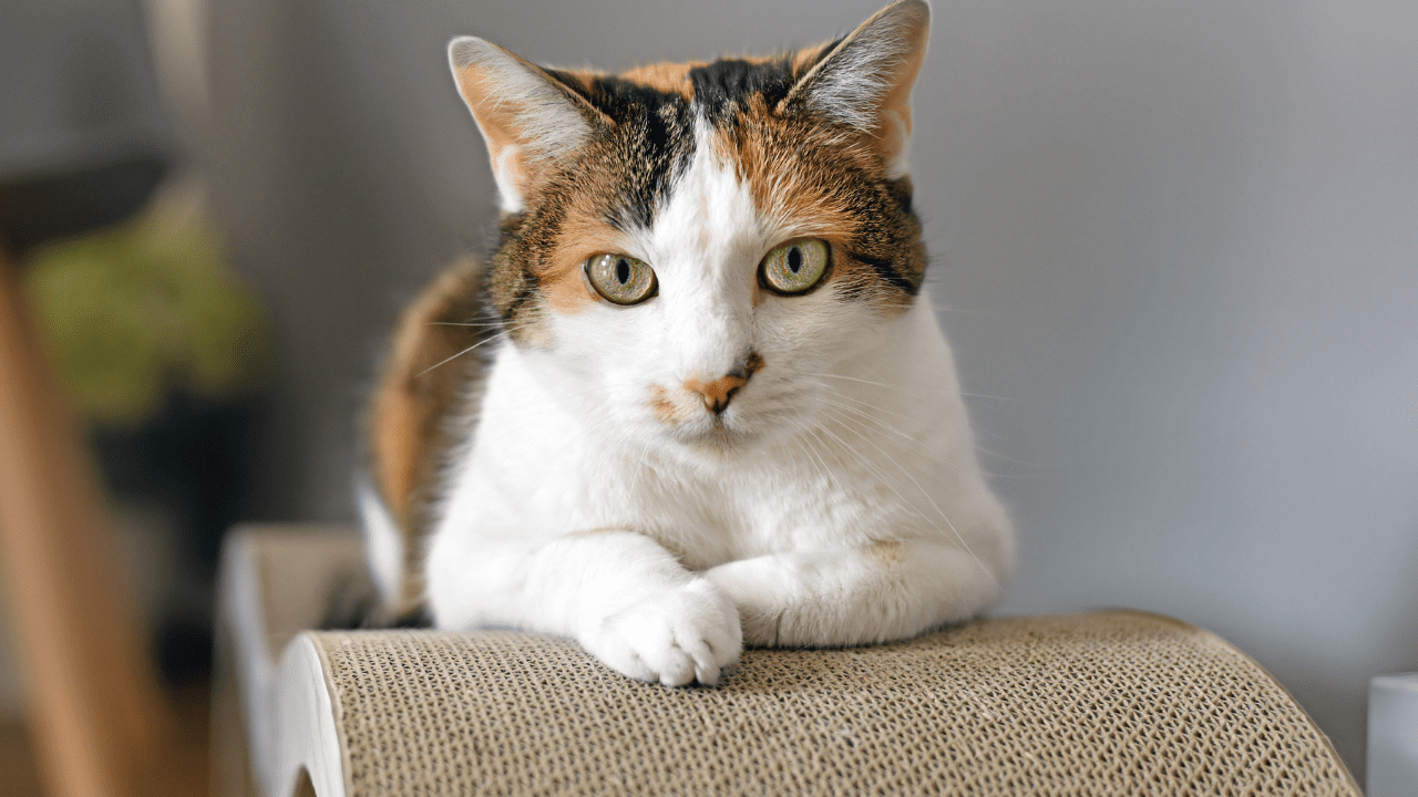 cat