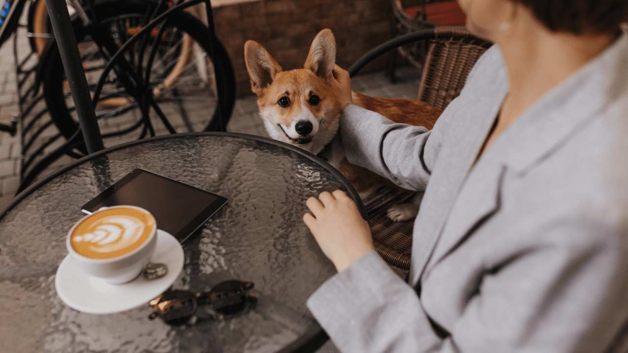 dogs in cafes