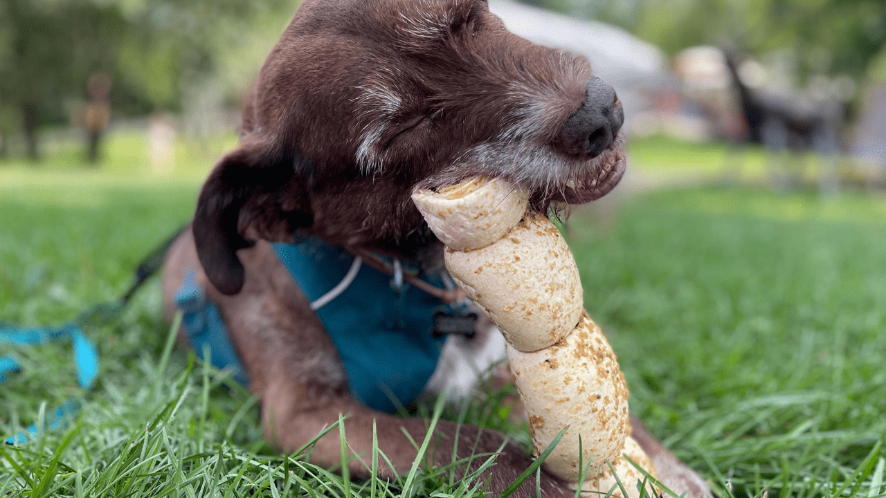 dog chewing