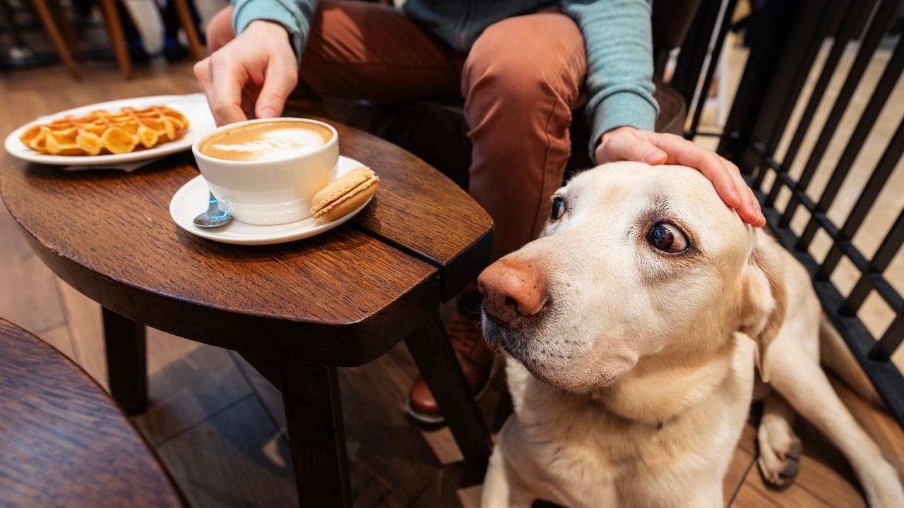 dog in cafe