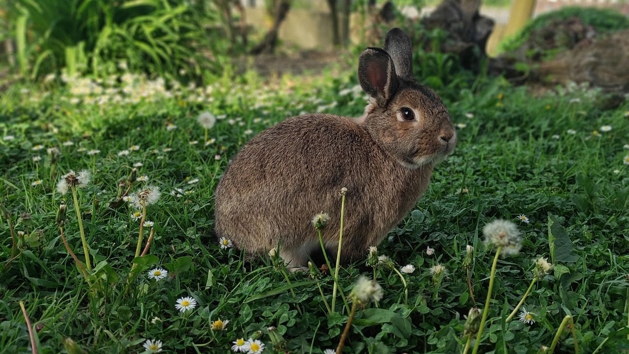 rabbit