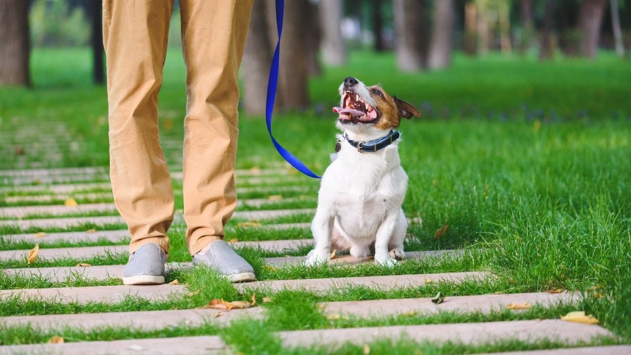 dog walking