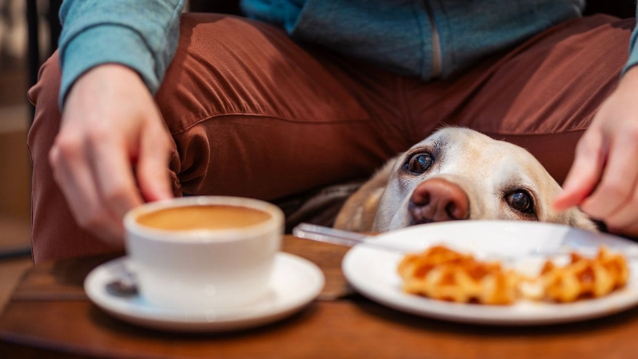 dog in cafe