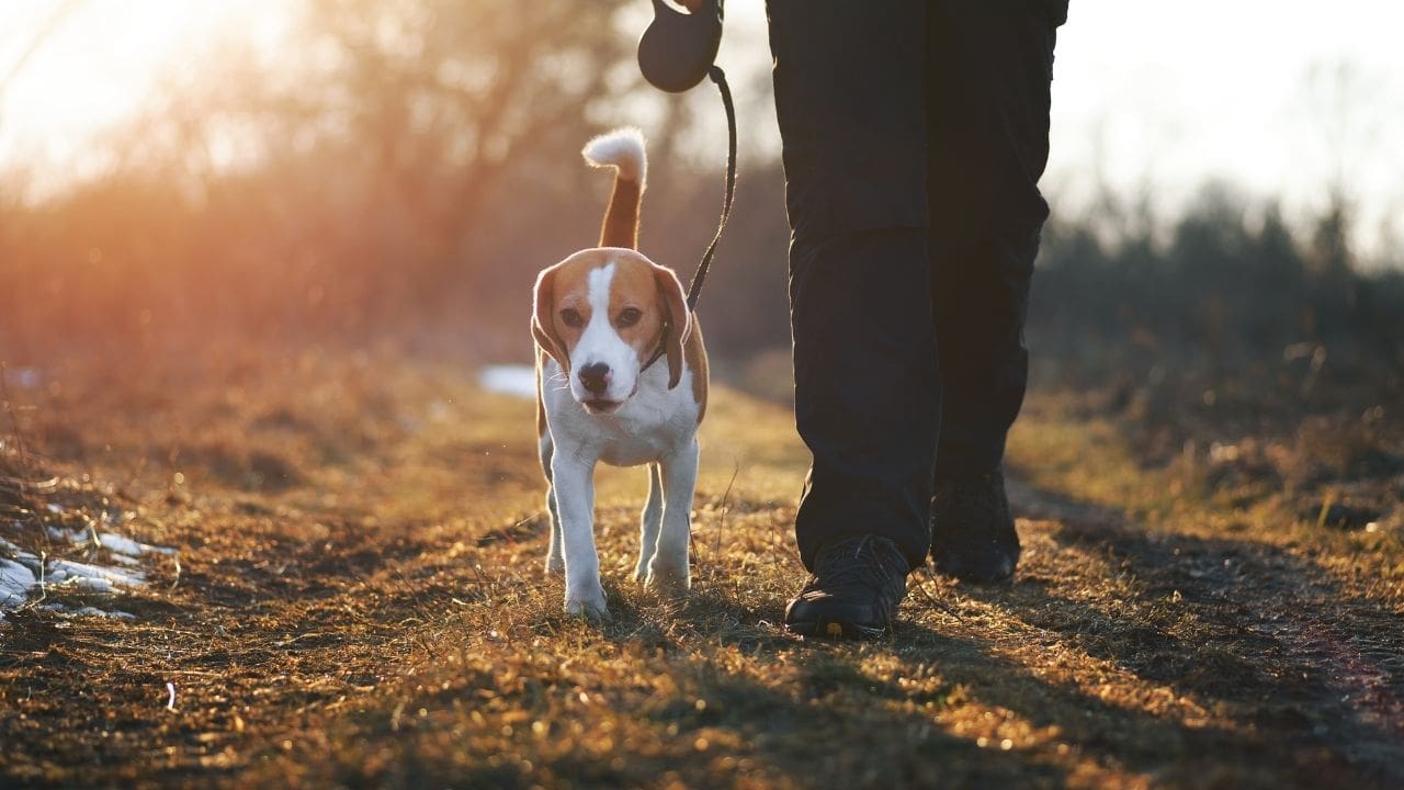 dog walking