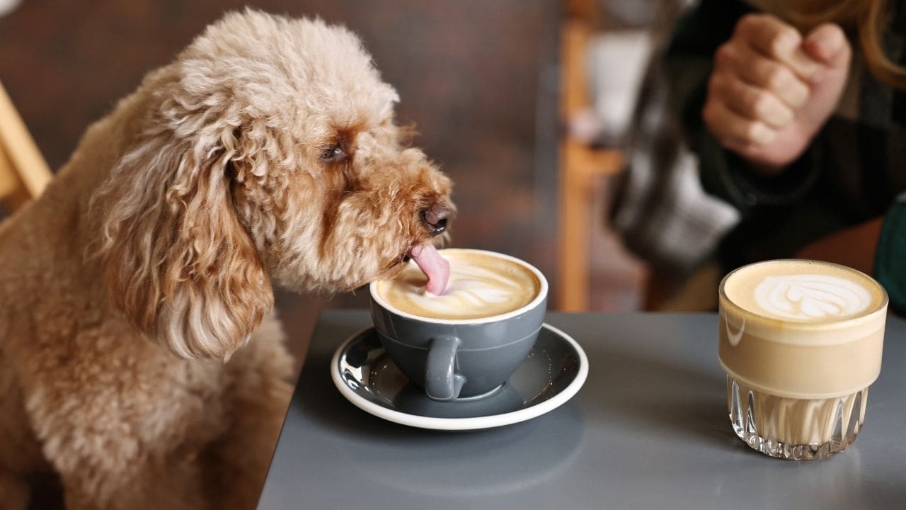dog in cafe