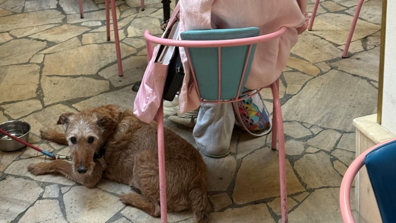 dog in cafe