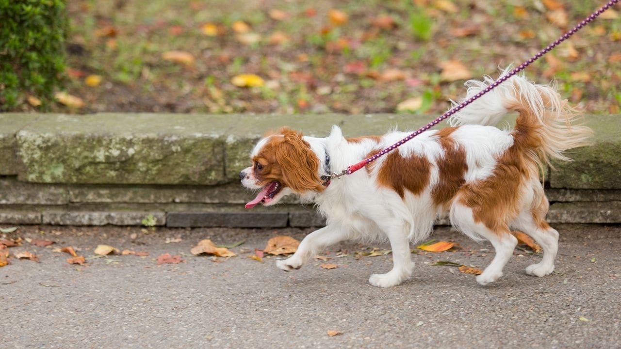 dog walking