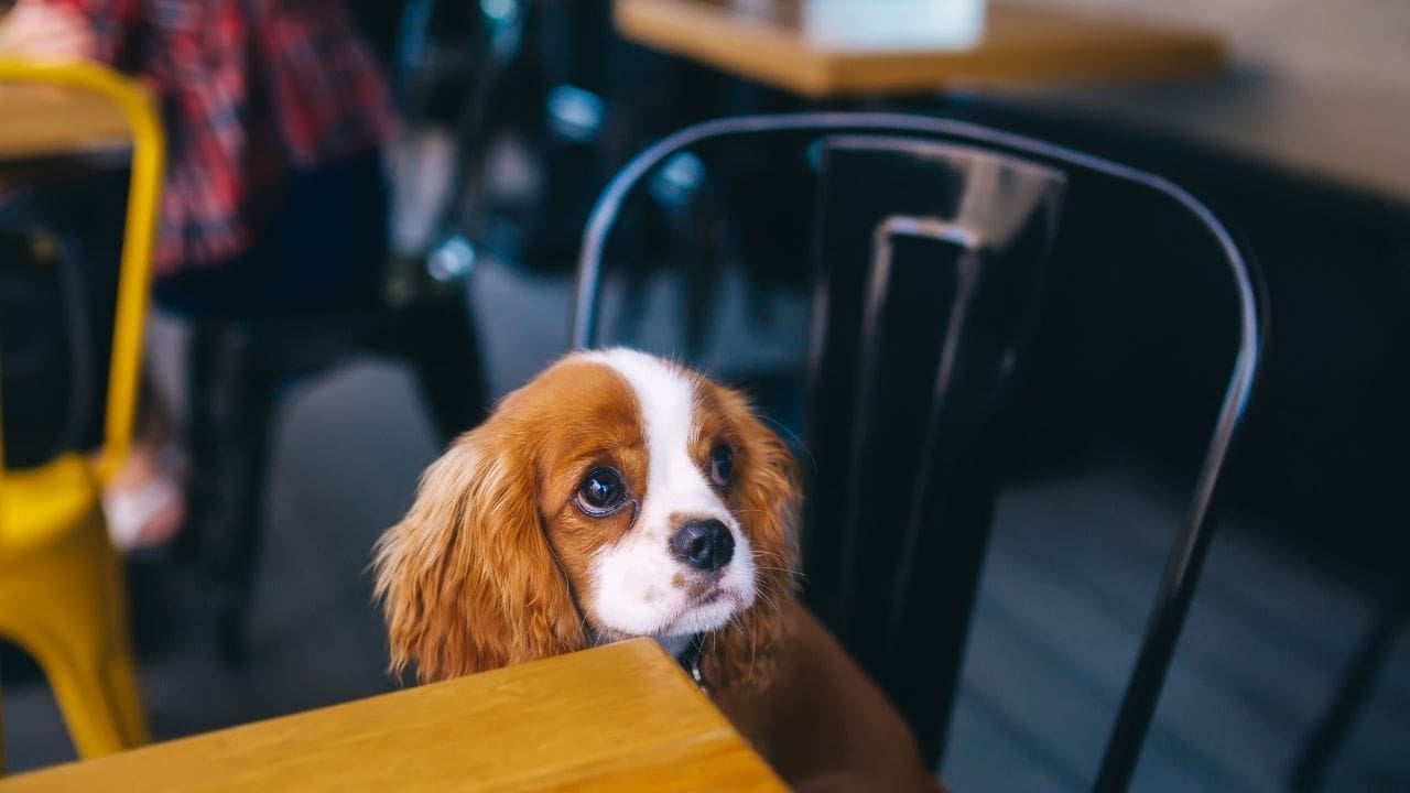dog in cafe