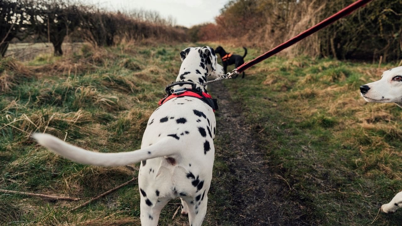 dog walking