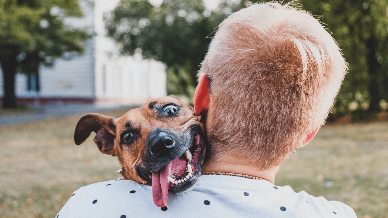 confident dog